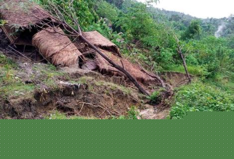 Trees blown over onto houses by Typhoon Goni, Philippines