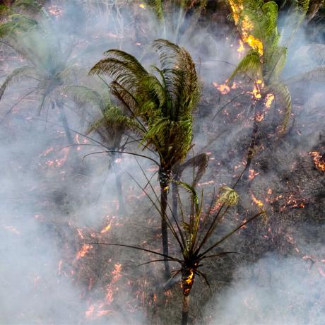 Fire spreads among babassu coconut palm trees in the municipality of Timbiras, within the Alegria/Campestre territory (Lago do Junco, Maranhão, Brazil)